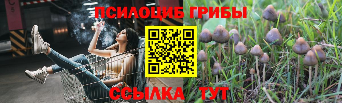 Черногорск  Галлюциногенные грибы прущие грибы  где можно купить наркотик  Вход с VPN 